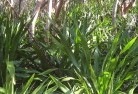 Halls Creek NSWplants-40.jpg; ?>
